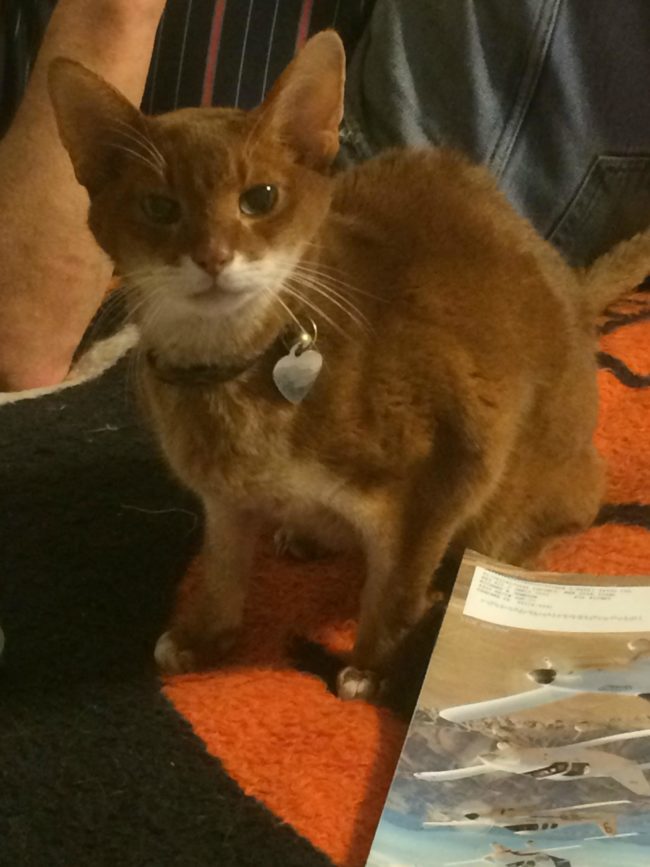 And this 15-year-old proves that Abyssinians only get prettier with age.