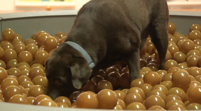 This pooch enjoyed playing around in a giant ball pit meant to look like a bowl full of puppy chow.