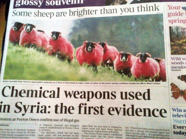 No sheep were harmed as a result of their chemical testing.