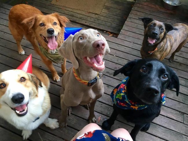 Even dogs enjoy a good birthday party.