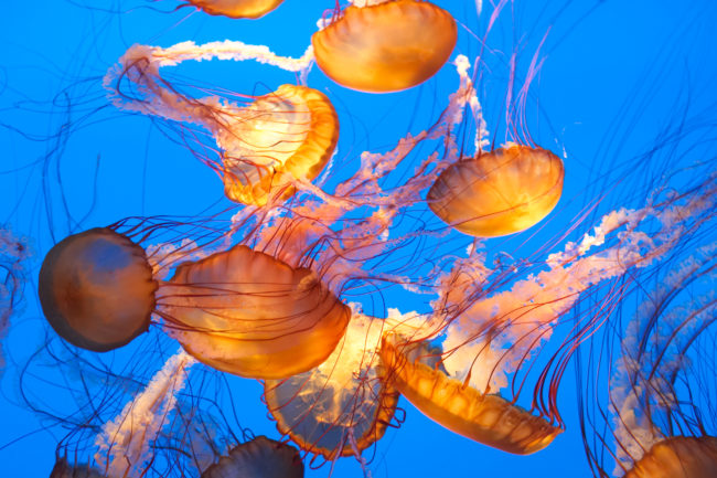 <strong>Life Hack: </strong>Urinating on a jellyfish sting can relieve the pain.