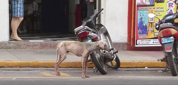 This poor baby was suffering from a bad case of mange and was forced to scavenge through garbage just to survive.