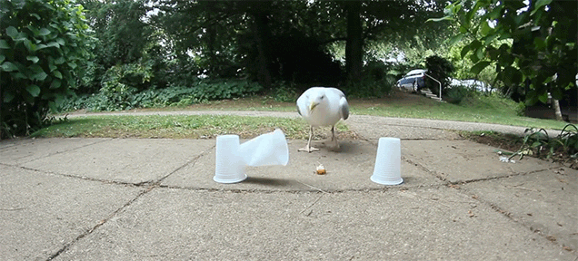 This hungry seagull isn't falling for your nonsense, puny human!