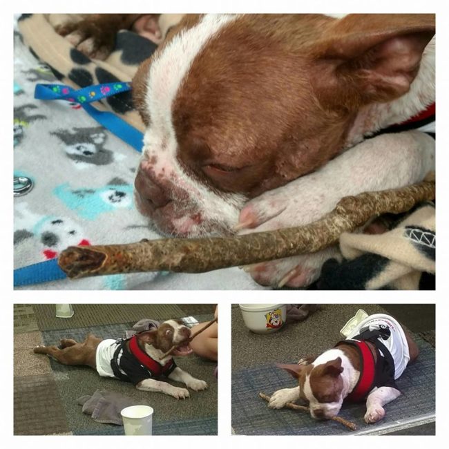 That's why we're so happy to bring you this update. According to <a href="http://lancasteronline.com/news/local/lancaster-county-da-to-seek-suspension-of-animal-cruelty-officer/article_c3ac8f70-5fcf-11e6-913a-1fcf11edfe84.html" target="_blank">LancasterOnline</a>, District Attorney Craig Stedman of Lancaster County, Pennsylvania, sought the suspension of Susan Martin's appointment as a Humane Society police officer.