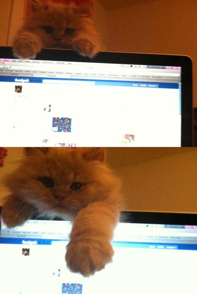 I would totally get off of Facebook for this cutie.