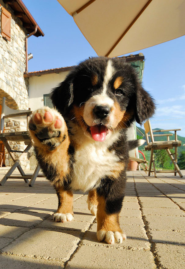 They greet you in the morning with a cute smile and a friendly wave.