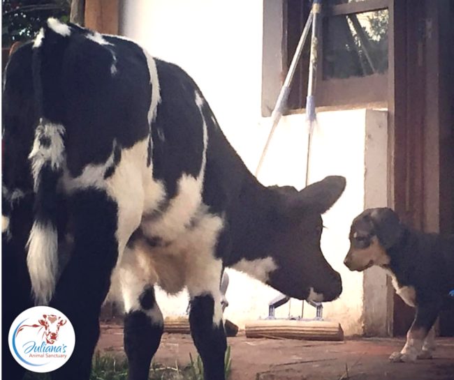 Juliana Casta&ntilde;eda Turner, the sanctuary's founder, wanted to help Bernie feel more at home when he arrived, so she moved him into an area where some of the rescue dogs lived.  That's where he met his new best friend, who was also saved from neglect.