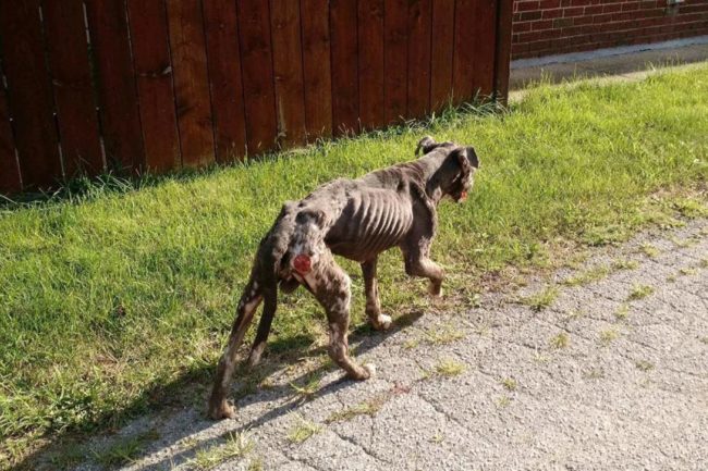 Augustus had likely lived his whole life without any care or affection when somebody found him walking through the streets of Chicago.  He was completely emaciated, was missing chunks of fur and skin, and his body was covered with open wounds.