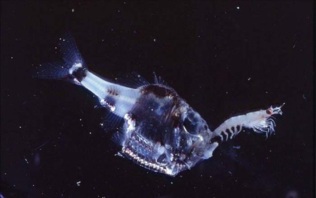 These freaky-looking creatures are found in the temperate waters of the Atlantic, Pacific, and Indian Oceans.