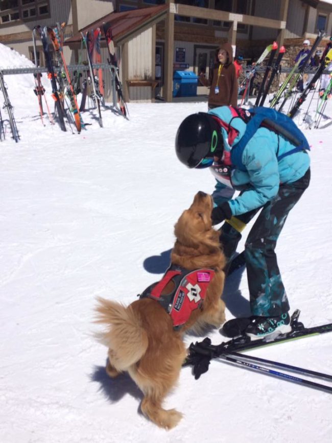 The dogs who work at Vail Mountain Ski Resort in Colorado are invaluable members of their search-and-rescue team.