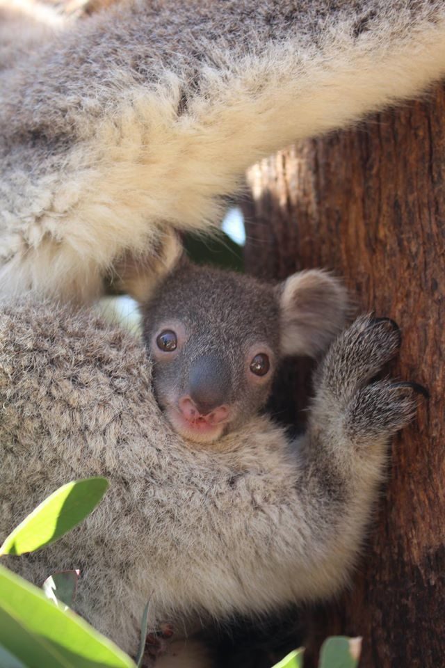 When this cutie turns a year old, he will begin to stop depending on his mom.