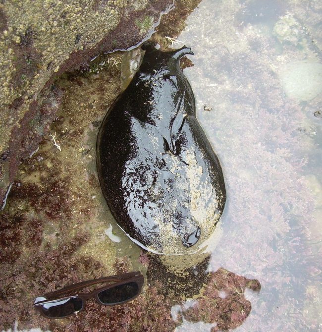 This species is more commonly known as the black sea hare. It gets its name from the small tentacles on its head that makes it look sort of like a cuddly bunny.
