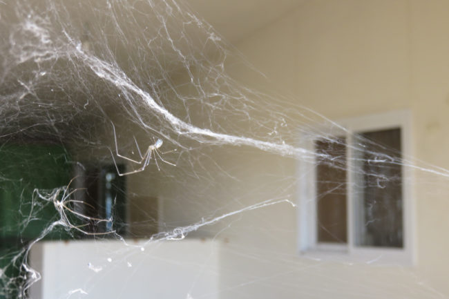 Dust your house from floor to ceiling and eliminate any pesky cobwebs.