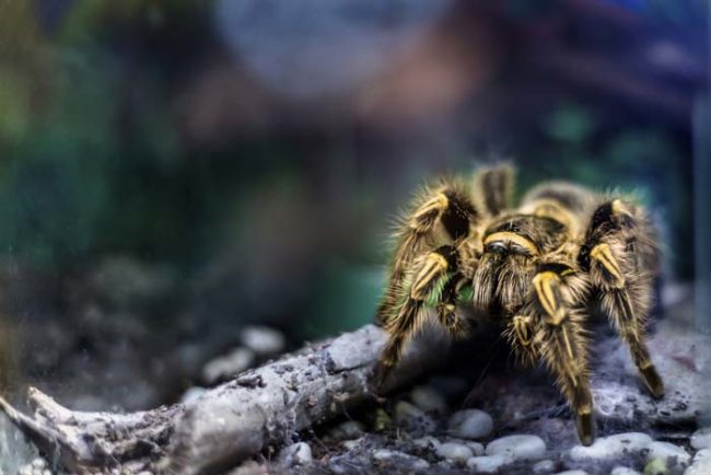 While they might look terrifying, tarantulas actually pose very little threat to humans. That being said, park rangers are encouraging hikers to leave any critters they see in peace.