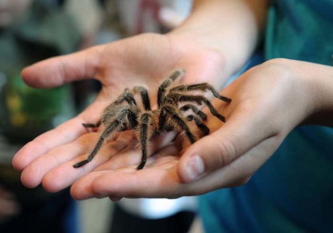 During mating season, male tarantulas store their semen in their pedipalps. They then transfer that semen to receptive females. Most of the time, this goes off without a hitch. Other times...well, things end badly for the male.