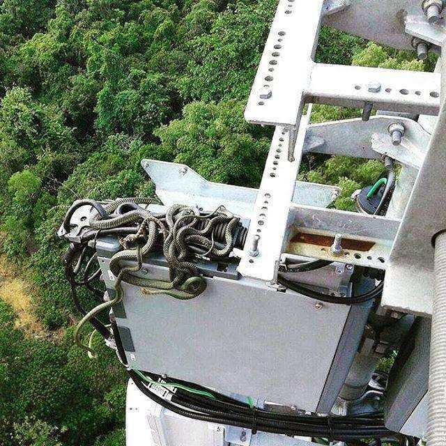 Ever wonder why your reception is terrible? Snakes. There are snakes all over the tower.