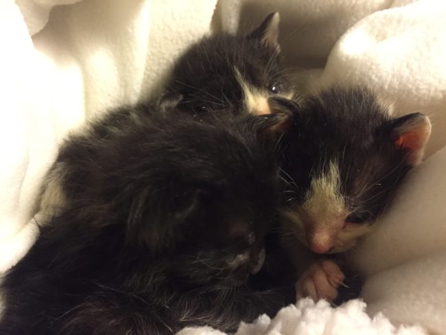 To the absolute delight of everyone there, these kitties spent the weekend at the TV station where their kind rescuer works.