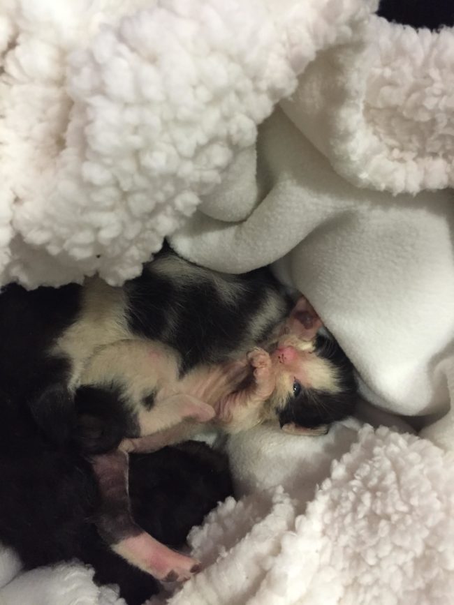 They needed to be bottle fed every couple of hours, and her coworkers were more than happy to help.