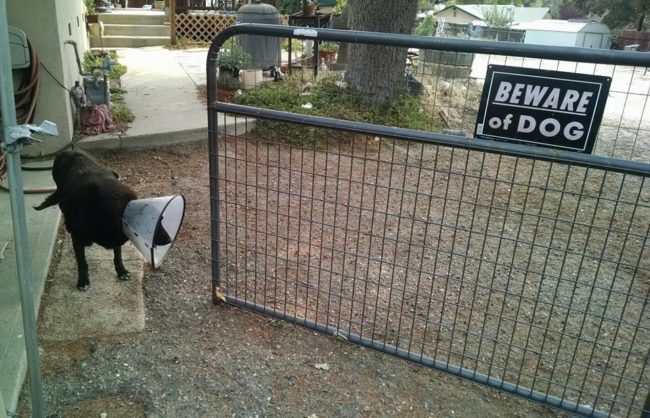 This pup has the potential to be a great guard dog. If only he could see where he was going...