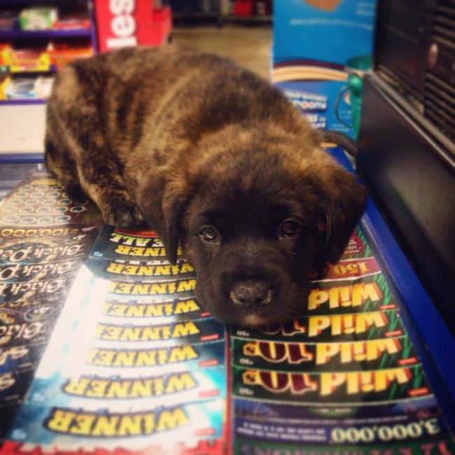 This gas station guard dog will put an end to shoplifting!
