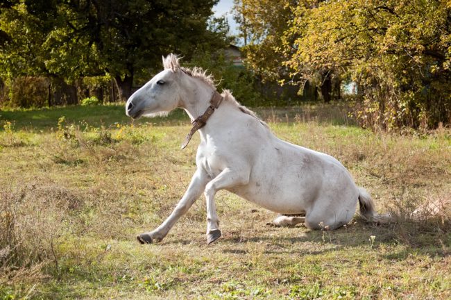 Even a horse injured itself after being scared by the ordeal, and the owner later sued.