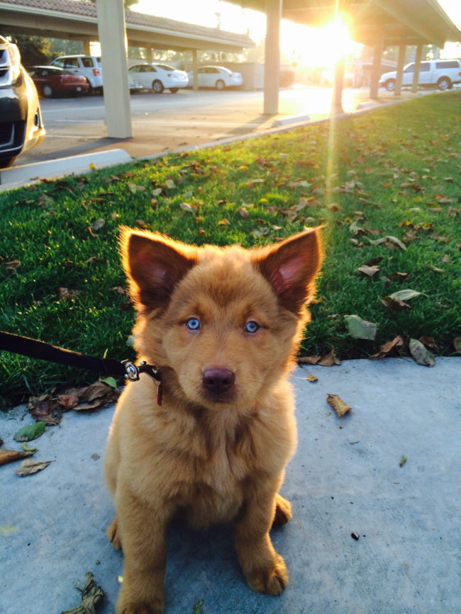 Here's the prettiest real-life teddy ever.