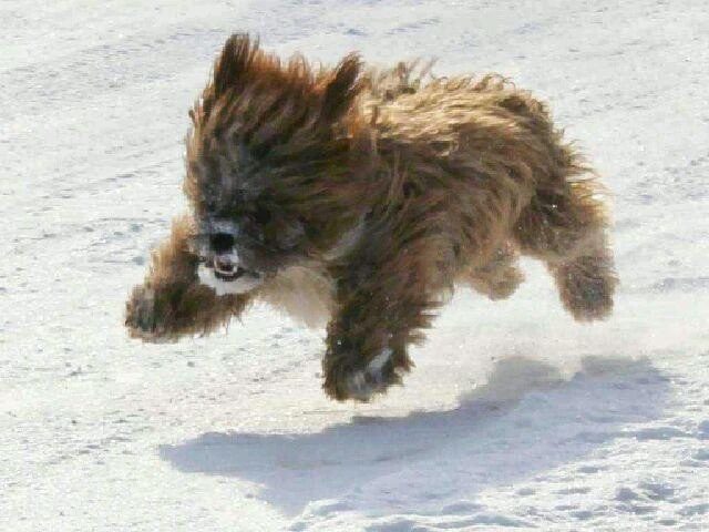 This dog must be a mix of teddy bear and Wookie.