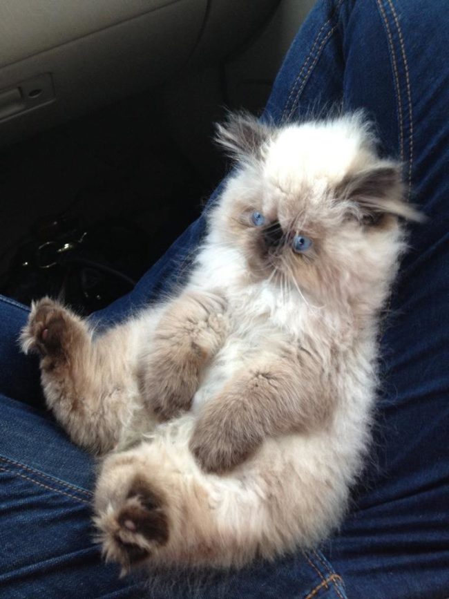 This kitten even sits like a teddy bear!