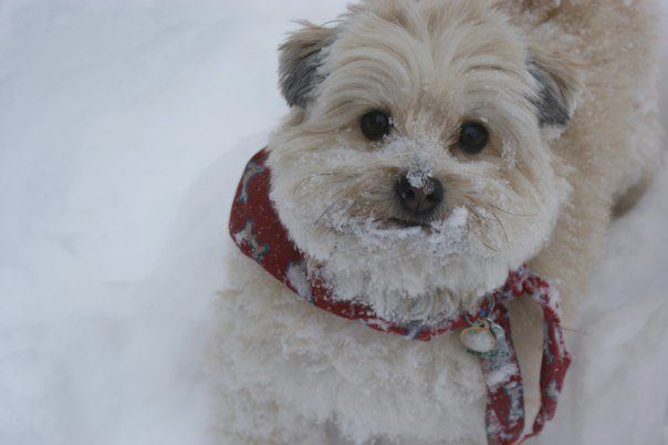 He looked so much like a toy that his owner named him Teddy Bear.