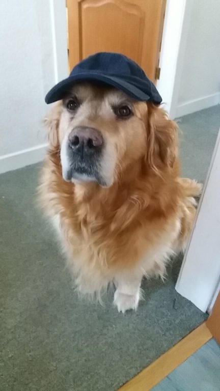 "I spent all this time using my paws to put a hat on, and now you're telling me it's already dark out?"