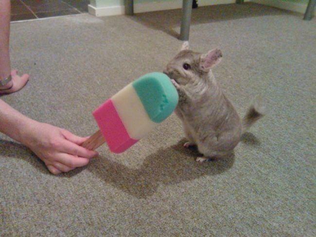 Wait until this chinchilla finds out it's not even a real popsicle.
