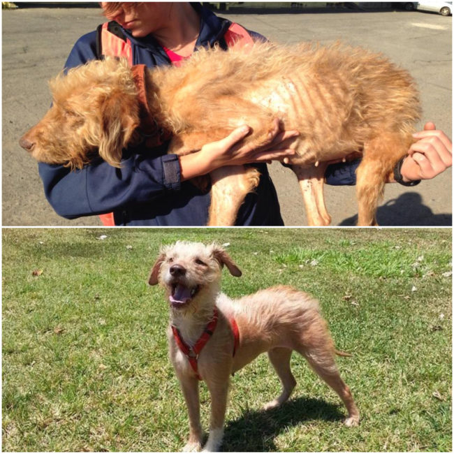 This pup was starving on the streets, but thanks to her rescuer, she's living the good life now.