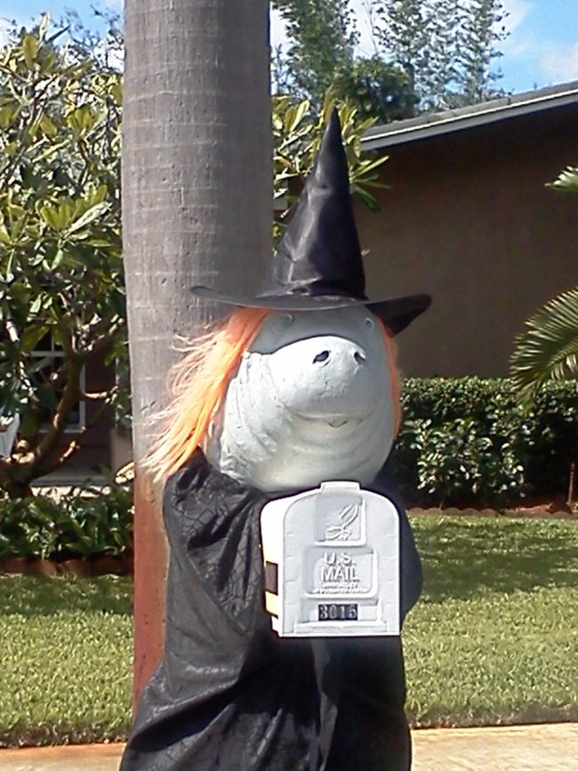 I have no idea why this manatee is dressed up as a witch.