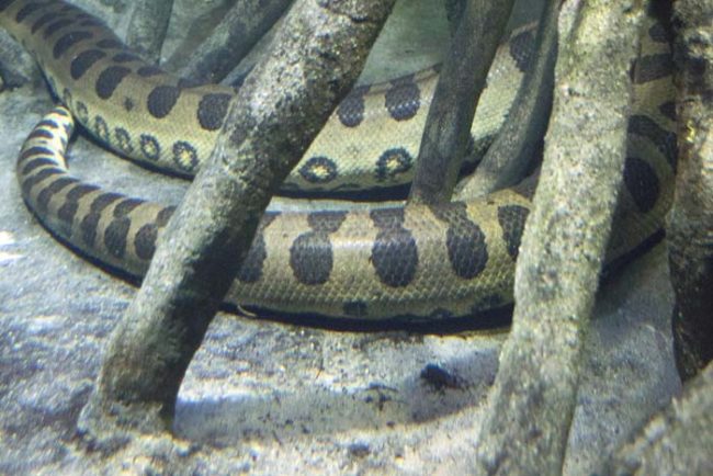 According to police, if it's authentic, the anaconda was probably a pet at some point before it got too big and was released into the wild.