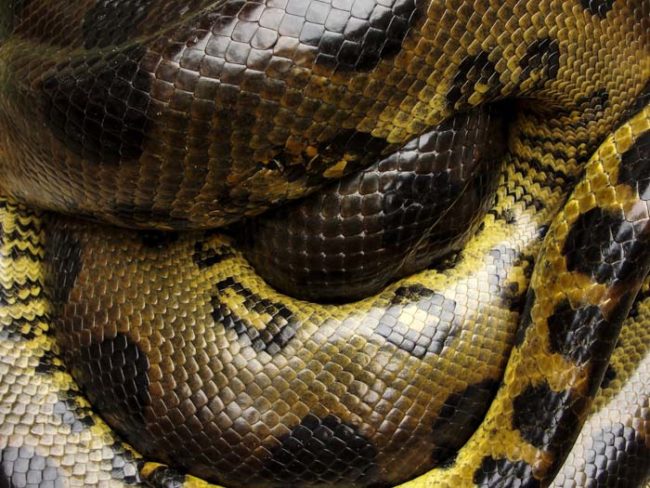 Okay, so before everyone starts to panic, there is the possibility that the snake skin is part of an elaborate hoax. Someone could have obtained an anaconda skin and placed it there to be found by locals. (Which is just messed up, by the way.)