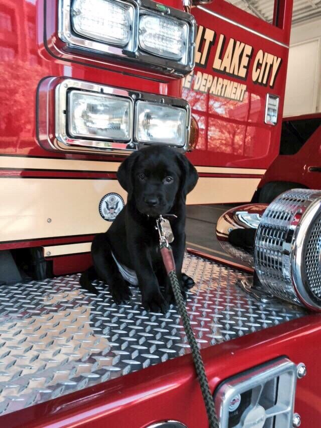 He is without a doubt the cutest firefighter ever.