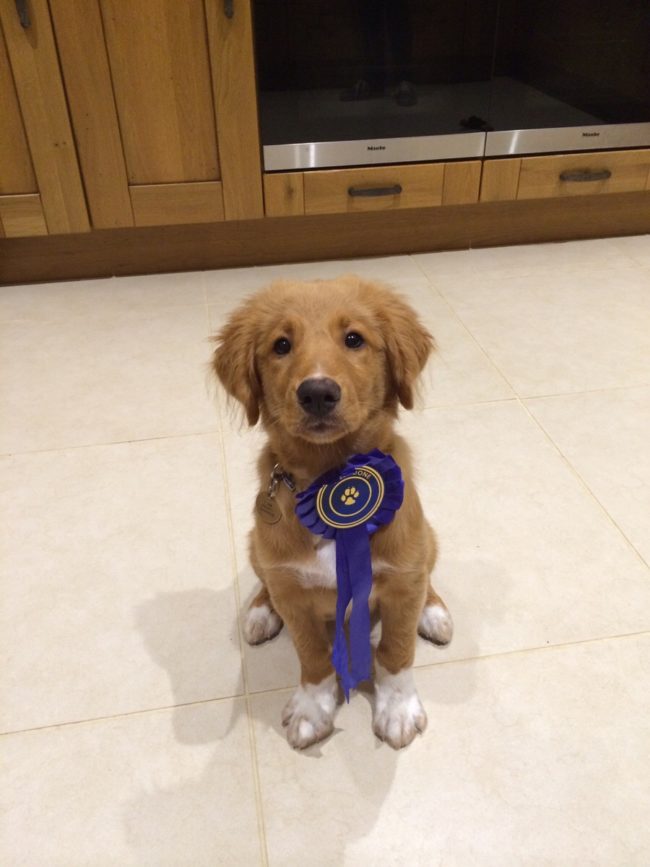 This proud little guy got first place in his puppy class.