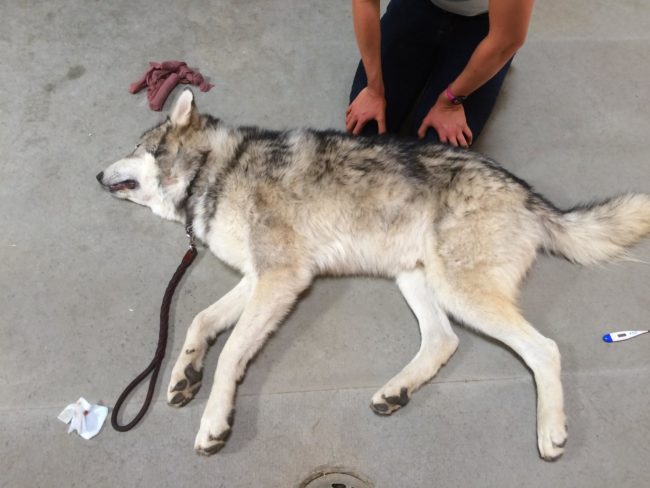 When Rex was taken in, he weighed just half of what a wolf dog should.