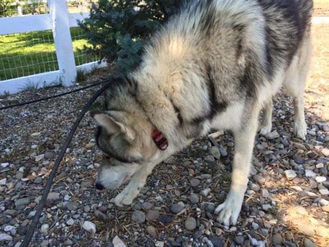 Wolf dogs require a certain type of care and need more physical activity than most canines, neither of which he received in his cramped dungeon.