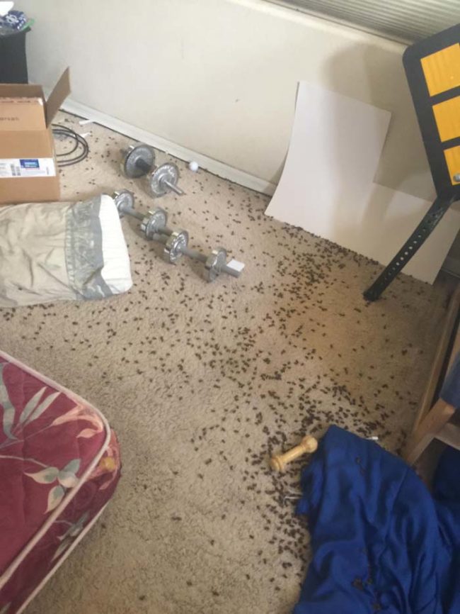 They had to call in pest control to get rid of them. The exterminators quarantined that room for five days.