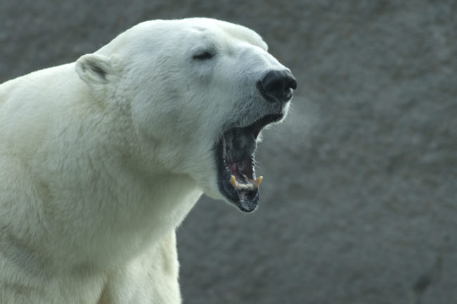 Unfortunately, this was not an isolated incident.  Troynoy, along with other Russian islands, have had many occurrences of polar bears attacking researchers.