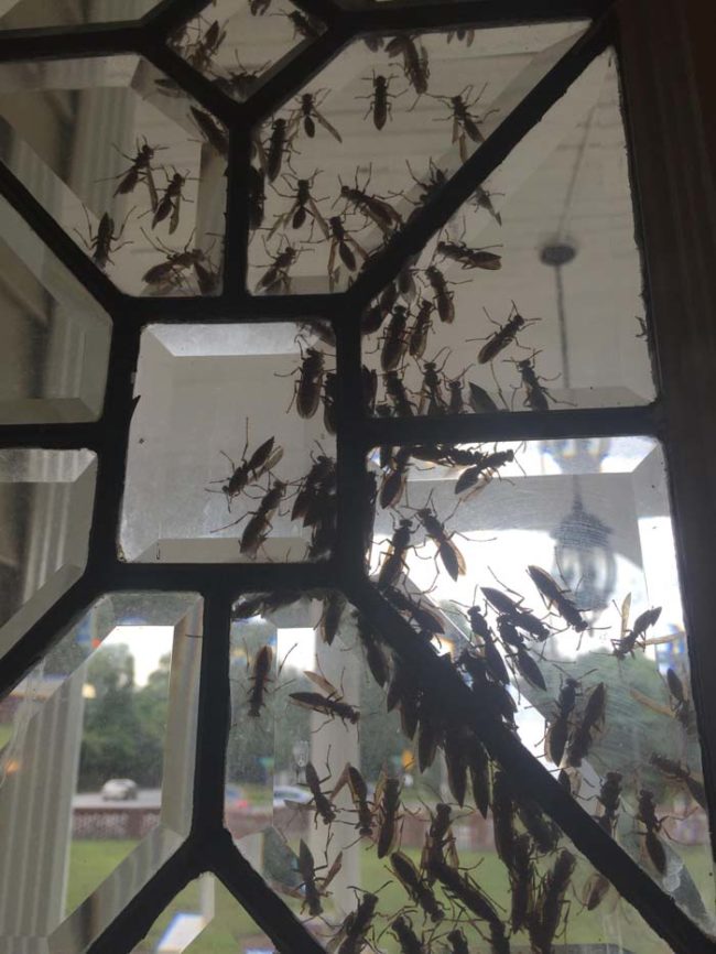 Luckily, our brave Redditor made it out of his office alive. His boss, though? Not so much. Well, he made it out alive, but with a fresh wasp sting.