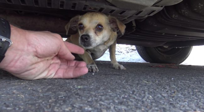 As the pup became comfortable with her rescuers, she began to interact with them more and more.