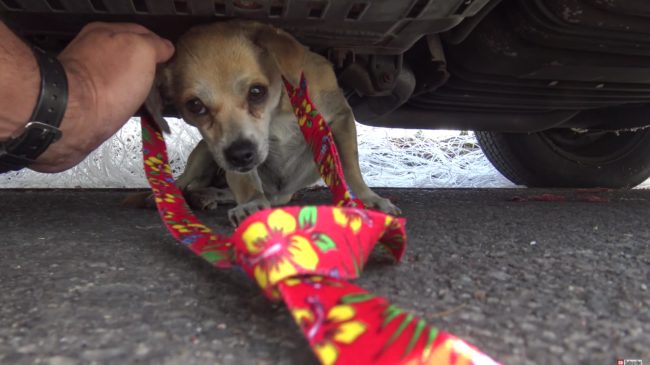 Eventually, they were able to get a safety leash around her neck to help guide her out from underneath the vehicle.