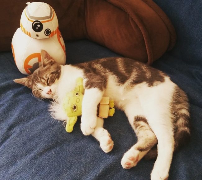 This cat's cuddling is out of this world.