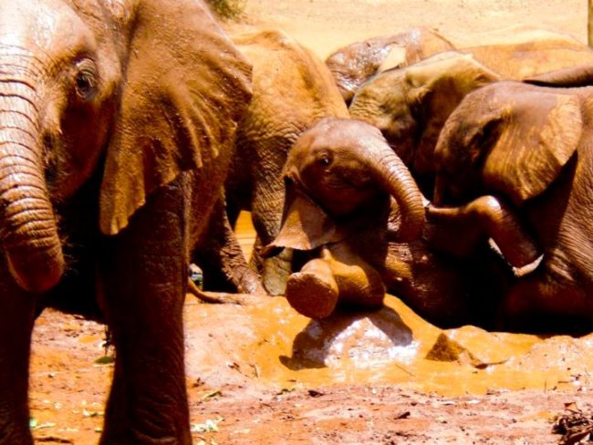In Kenya, they had the pleasure of visiting the Nairobi Elephant Orphanage, where baby elephants whose parents were killed by poachers are raised and then returned to the wild.
