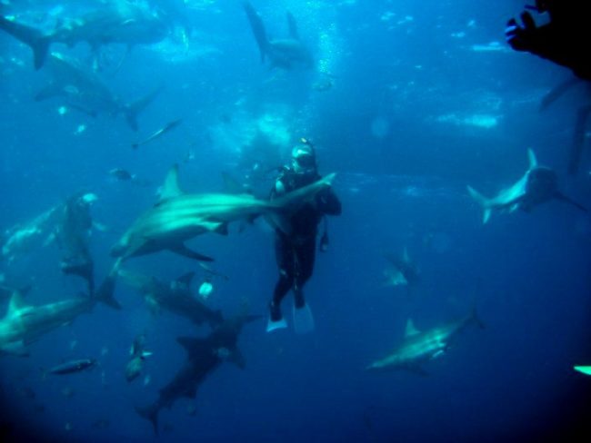 Not only did their adventure show them stunning areas on land, but it also included diving with tiger sharks near Aliwal Shoal in South Africa -- which isn't exactly something I'd want to try.