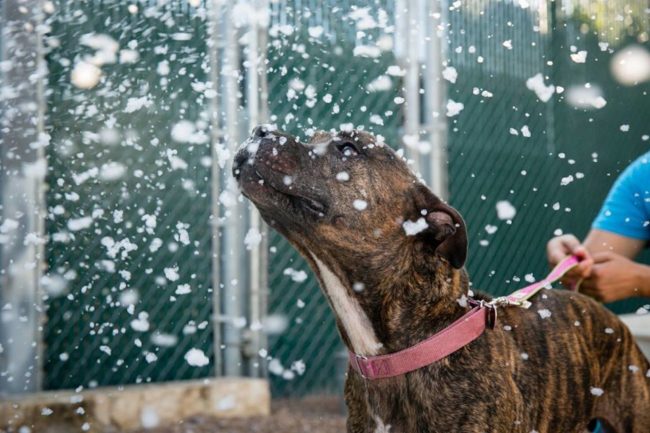 But the fun didn't stop there...Niels and the volunteers were even able to bring a little winter wonderland to the dogs at the animal shelter, too!