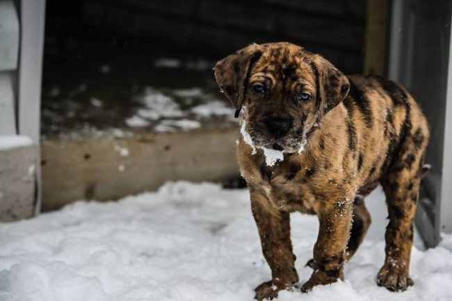 Great Dane-mastiff mix