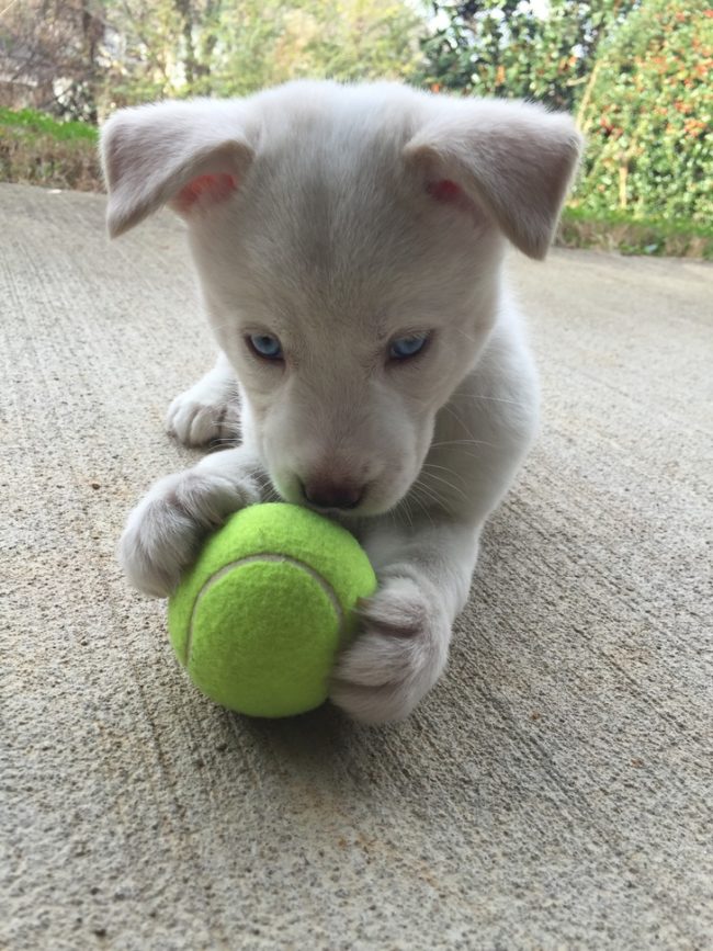 Husky-German shepherd mix